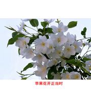 ƻʱ