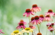 Ļ